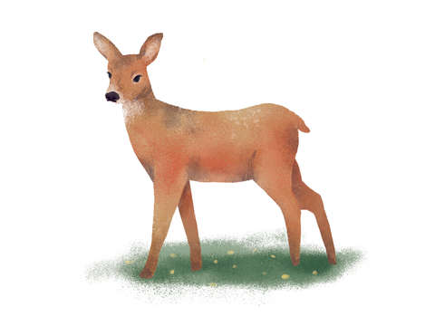 Little deer