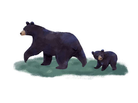 Mama bear and baby bear