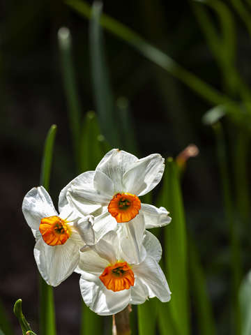Daffodils 2