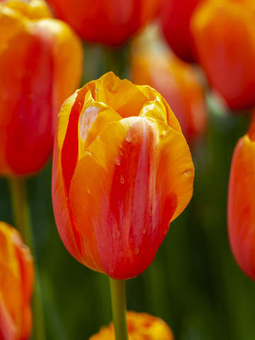 Tulips 16