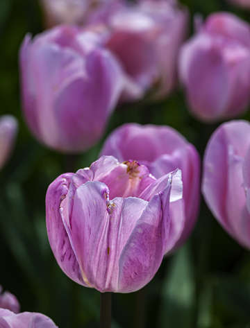 Tulips 17