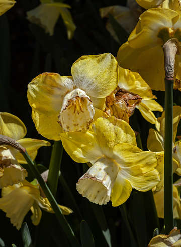 Daffodils 3