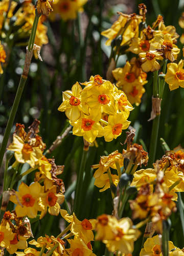 Daffodils 4