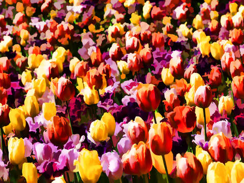 Impressionist tulips