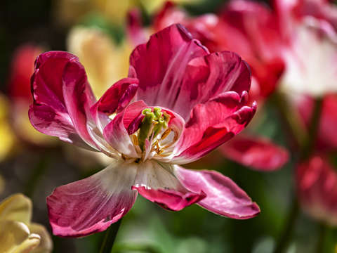 Tulip 9