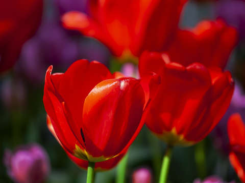 Tulips 18