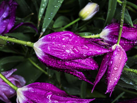Raindrops and tulips