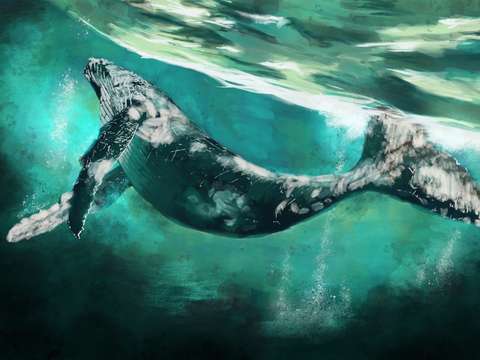 Whale yoga