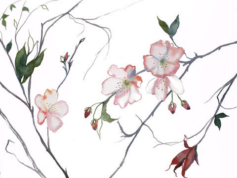 Cherry blossom no 23