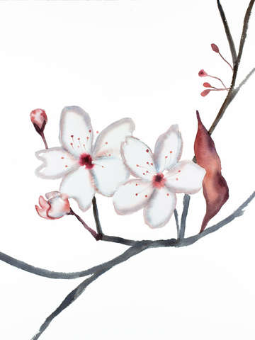 Cherry blossom no 27