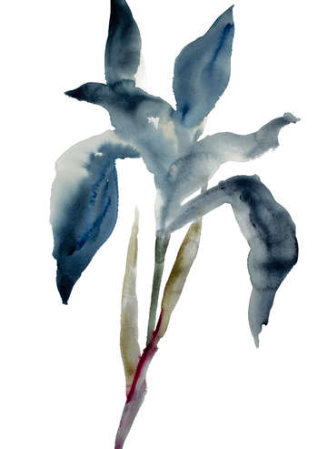 Iris no 44