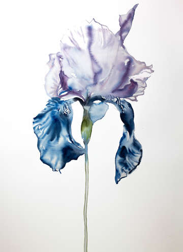 Iris no 67
