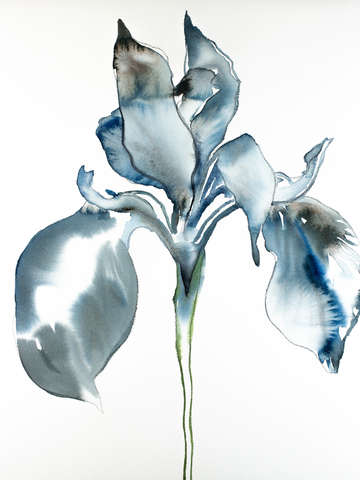 Iris no 76