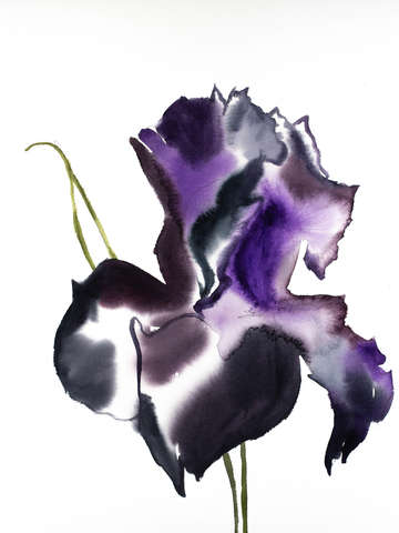 Iris no 78