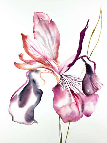 Iris no 88