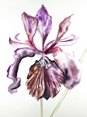 Iris no 91