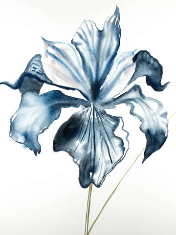 Iris no 90