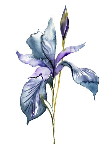 Iris no 99