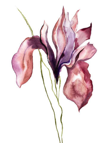 Iris no 100