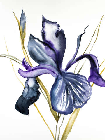 Iris no 101