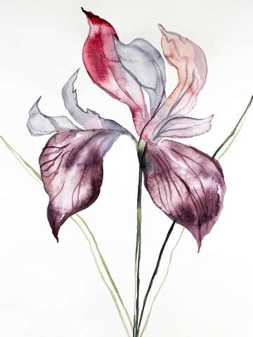 Iris no 102