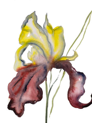 Iris no 115