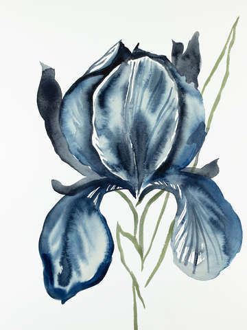 Iris no 116