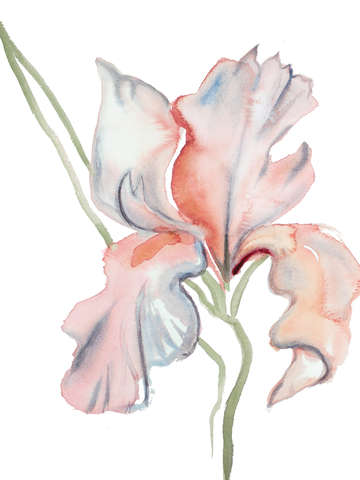 Iris no 118