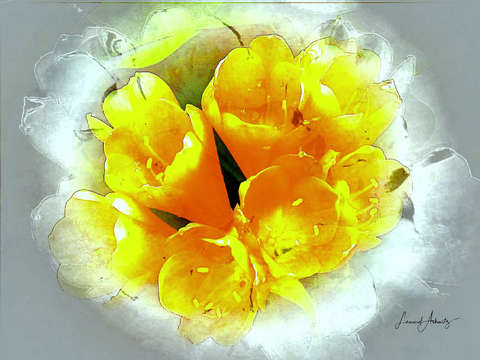 Joannes flowers