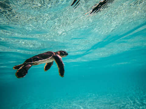 Baby green sea turtle
