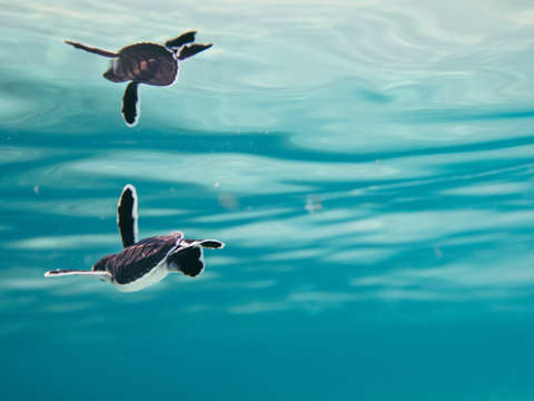 Baby green sea turtle and blue water