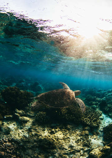 Sea turtle and sunburst