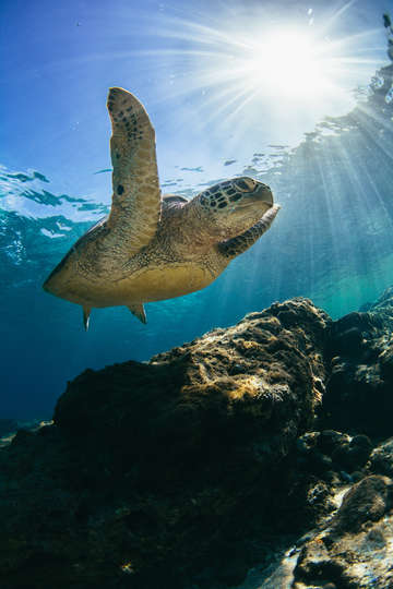Sea turtle and sunburst 2