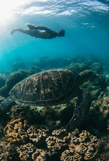 Green sea turtle with freediver