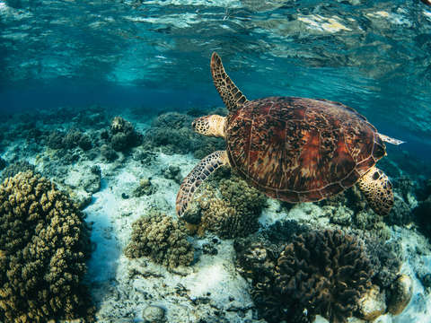 Green sea turtle and coral garden