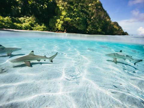 School of sharks on a tropical island