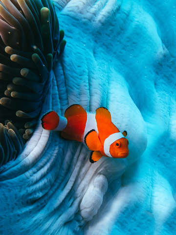 Nemo clown fish and white anemone