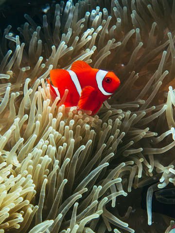 Orange clown fish tropcal coral reef