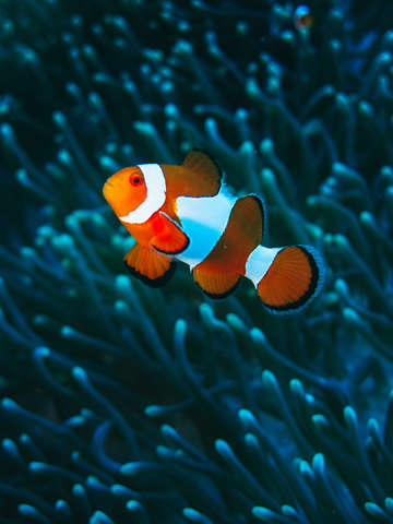 Orange clown fish tropcal coral reef 2