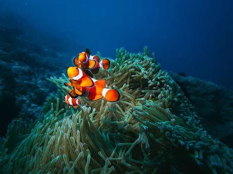 Orange clown fish tropcal coral reef 3