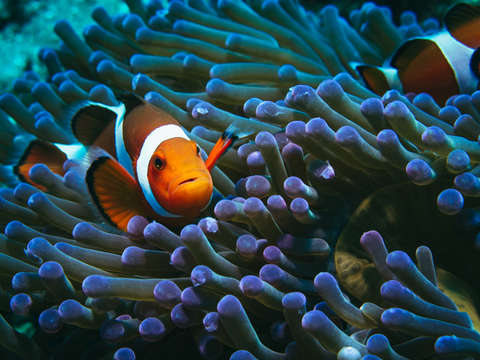 Orange clown fish tropcal coral reef 4