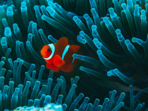 Orange clown fish with blue anemone