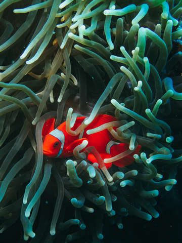 Orange clown fish tropcal coral reef 5