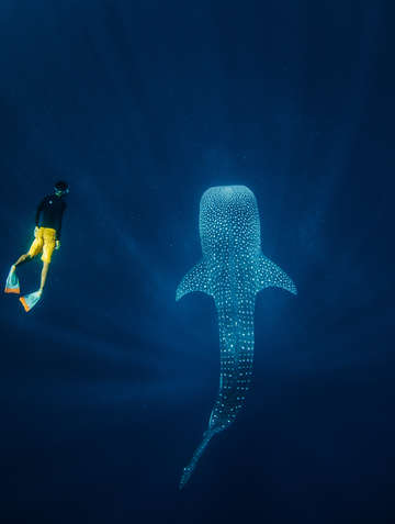 Whale shark with freediver in blue sea