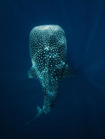 Whale shark in blue sea