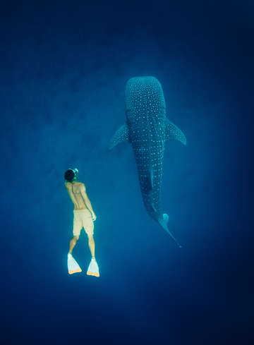 Whale shark with freediver in blue sea 2