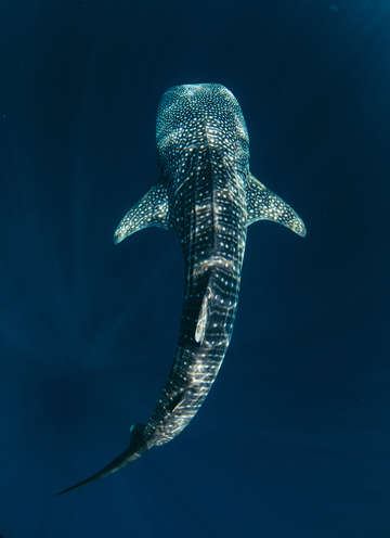 Whale shark in blue sea 2