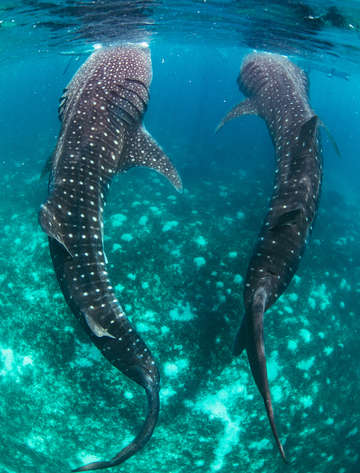 Pair of whale sharks in blue sea