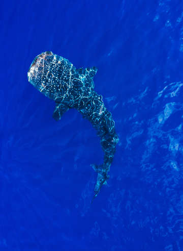 Aerial view of whale shark in blue sea