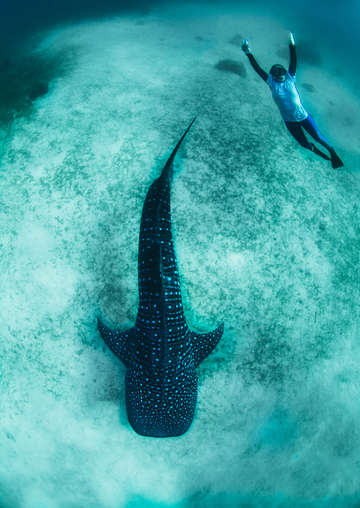 Whale shark with freediver in blue sea 3